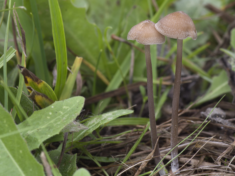 Entoloma infula